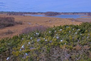 W czaplińcu wykluwają się młode czaple