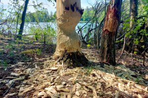 Bobry coraz większym problemem także w miastach