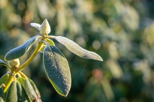 Trudna wiosna dla rolników i działkowców. Przymrozki i susza zniszczyły uprawy