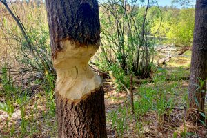 Ile kosztują nas szkody wyrządzone przez dzikie zwierzęta?