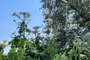 To roślina inwazyjna i toksyczna. Kwitnie barszcz Sosnowskiego