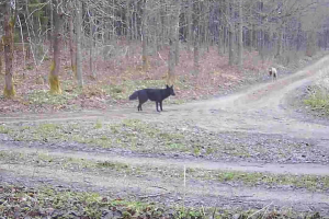 Dziwna wataha w warmińskim lesie. Są wyniki badań ekspertów