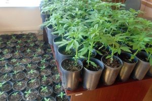 Nielegalna plantacja. W lesie rosło prawie 140 sadzonek konopi indyjskich