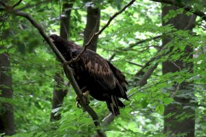Szczęśliwy finał historii mazurskich bielików. Pisklęta straciły gniazdo podczas nawałnicy