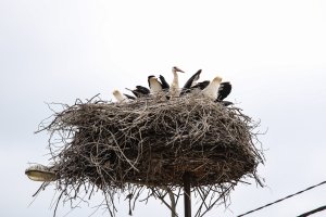 Auto uderzyło w słup, na którym żyją bociany. Z gniazda wyleciało pisklę