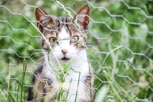 Animal Helper. Aplikacja, która wspiera system pomocy zwierzętom