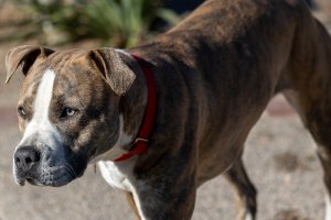 Agresywny amstaff odebrany właścicielce. Biegał bez smyczy, atakował psy i sąsiadów