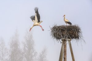 Bociany wyrzucają młode z gniazd. Wszystko przez suszę