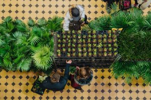 Festiwal Roślin w Olsztynie. 