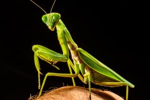 Na Warmii i Mazurach zagościł nowy owad