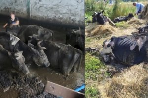 Znęcali się nad stadem krów. Usłyszeli prawomocny wyrok