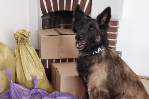 Niezawodna Czira w akcji. Wskazała miejsce ukrycia kontrabandy