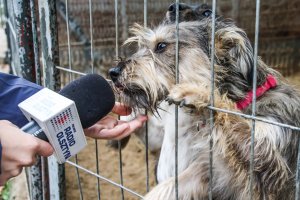 W Światowym Dniu Bezdomnych Zwierząt schronisko szczególnie zachęca do adopcji