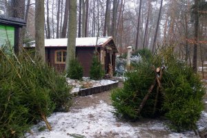 Leśnicy rozpoczynają sprzedaż choinek