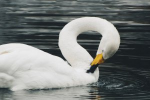 Pierwszy w regionie przypadek grypy u dzikich ptaków