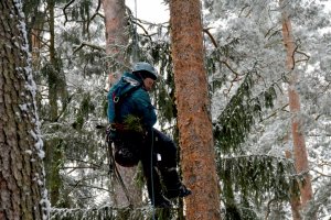Do akcji wkroczyli alpiniści. W lasach regionu rozpoczęło się szyszkobranie