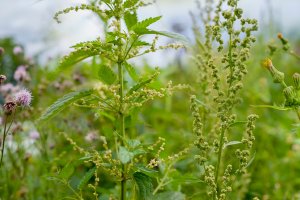 Bliższe Spotkania - 26.06.2024