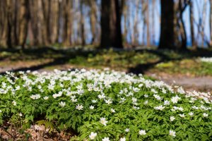 Przyszła wiosna. Nad wyznaczeniem jej początku pracował sam Mikołaj Kopernik
