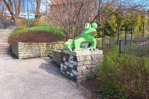 Żaba jak kameleon. Władze Olsztyna mówią 