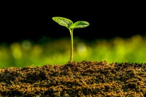 Nowe nasadzenia w Nadleśnictwie Ełk. Drzewa już czekają