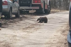 Strażacy z Pasymia uratowali uwięzionego borsuka