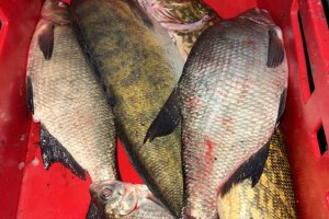 Zbliża się majówka. Kłusownicy szukają łatwego zarobku