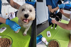 Bezpłatne czipowanie zwierząt w Olsztynie. 