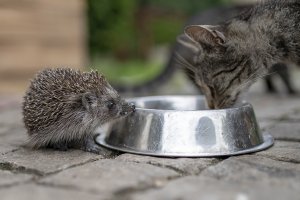 Czym karmić jeża, by mu nie zaszkodzić?