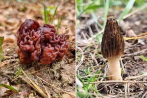 Przypomina smardza, ale jest silnie toksyczna. Leśnicy ostrzegają przed piestrzenicą