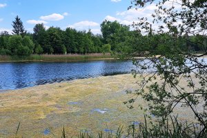 Jezioro Długie gwałtownie zarasta. Naukowcy szukają rozwiązania problemu