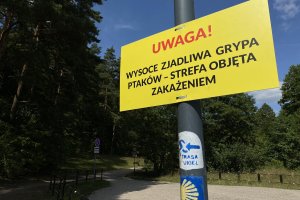 W kilkunastu powiatach obowiązuje zakaz wypuszczania drobiu na wybieg