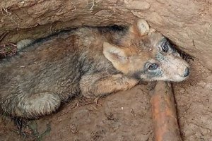 Dzieci uratowały młodego wilczka. Godna pochwały postawa wypoczywających na Mazurach