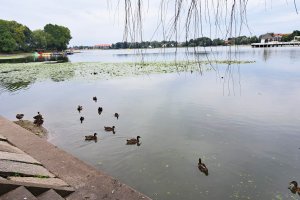 Rozpoczęło się czyszczenie fragmentu Jeziora Drwęckiego