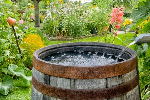 Więcej pieniędzy na program zbierania deszczówki