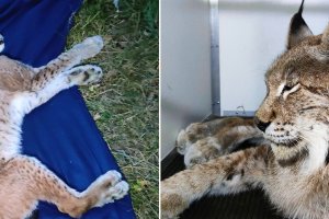 Uratowany w ośrodku dla zwierząt, zginął pod kołami auta. Tragiczny los rysia