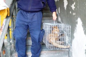 W kamienicy zadomowił się lis. Interweniowali strażnicy miejscy