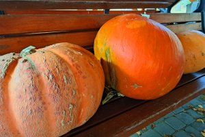 Trwają poszukiwania największej dyni na Warmii i Mazurach