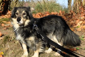 O empatii wobec zwierząt