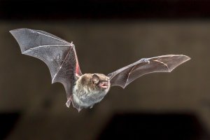Wściekły nietoperz ugryzł mieszkańca Iławy. Część miasta terenem zagrożonym