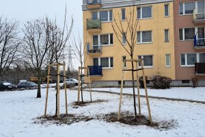 Czy zima to właściwy czas, by sadzić drzewa? Mieszkańcy mają wątpliwości