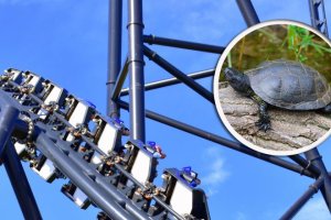 Żółw błotny zablokuje park rozrywki pod Olsztynkiem?
