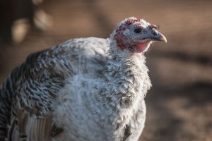 Dwa nowe przypadki grypy ptaków w regionie. 100 tysięcy sztuk drobiu do utylizacji