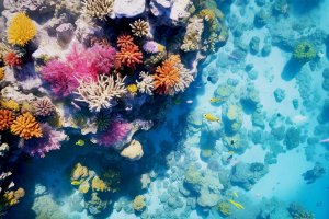 Naukowiec z Olsztyna ratuje rafy koralowe. 