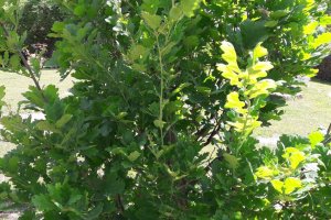 Dąb upamiętnił zamordowanego w Charkowie Teofila Luzara. „Był postacią niezwykłą”