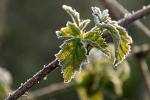 Synoptycy ostrzegają: możemy spodziewać się przymrozków