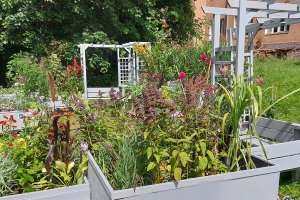 Dają nowe życie zaniedbanym terenom. W Giżycku powstaje ogród społeczny