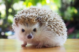 Kobieta zabrała jeże z ruchliwej drogi. Jak zakończyła się ta historia?