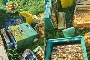 Wandalizm czy premedytacja? Zniszczono 24 ule