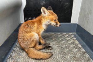 Wystraszony lisek wbiegał pod koła samochodów. Z pomocą przyszli policjanci