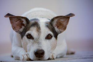 Targi zoologiczne w Olsztynie mają zwrócić uwagę na potrzeby zwierząt